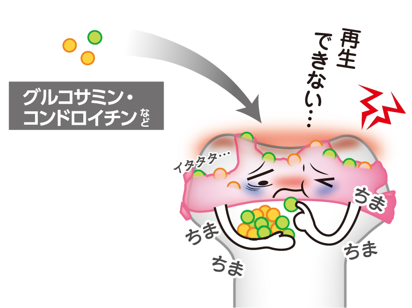 グルコサミンやコンドロイチン