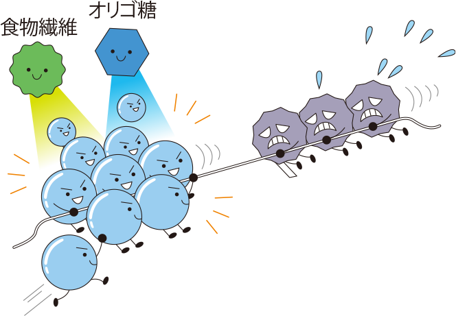 善玉菌を増やすには直接摂るorエサを摂る